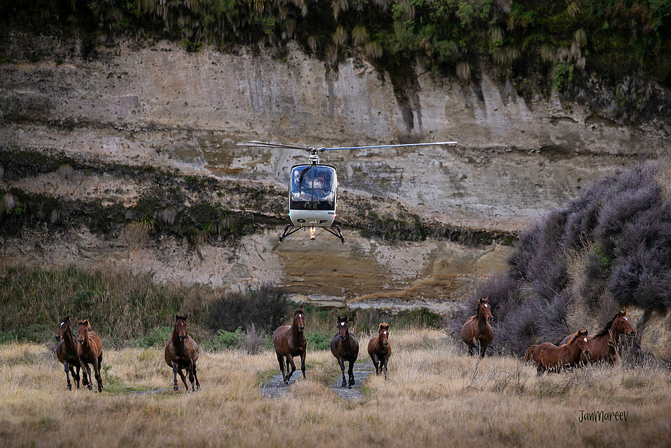 Wild horses and helicopter